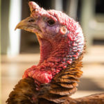Podcasts for Thanksgiving Travel